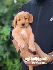  5 جراء جولدن مستوى عالي جدا
