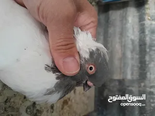  13 متاح  جواز  حمام الماني  كلو شغال جوز بلوني احمر تحته بيض وطيره مزهوراي حمره مع فرخها  وطيره مسوداي