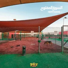  12 احجز لاقامه كلبك وراحته