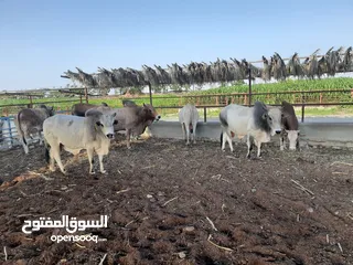  8 شركه مواشي عمان