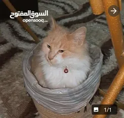  1 لكل محبين القطط قطة هملايا مكس شيرازي وقطة مون فيس شيرازي للبيع بسعر العرض
