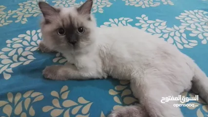  3 Himalayan male cat for sale