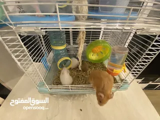  19 hamster هامستر للبيع عدد 7