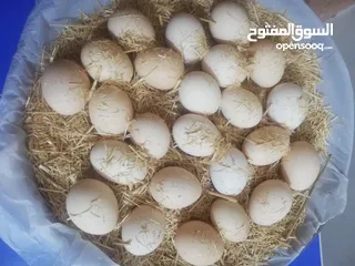  1 بيض عرب ممتاز تغذيه نباتيه
