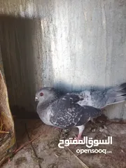  12 جواز بسعر مغري