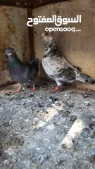  2 15 جواز للبيع مشكلات