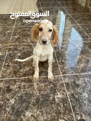  5 جراء سيتر ....جراء صيد