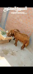  3 بسم الله الرحمن الرحيم  الخميس26/6/2025 متاح دكرين خشنين خروفين توام  النوع/رحماني غنم تربيه بيتي  ا
