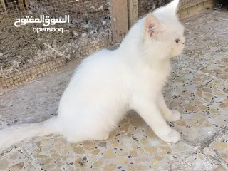  3 قط ذكر «شيرازي»