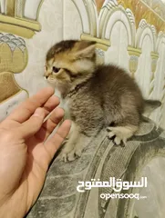  3 قطط للبيع مال بيت