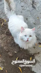  2 قطط شيرازي نثية و ذكر