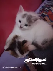  1 قصه سكره و لوزه أنقذت امهم (ببلي) من شارع لما أهلها ىموها وهيا حامل ولدت عندي وكبرو ولادها عندي