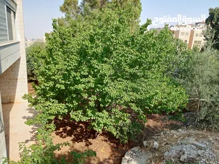  14 منزل شبه فيلا للايجار يصلح لعمل حضانه او روضه او مركز تحفيظ قرآن او شركه والعديد من الأعمال التجاريه