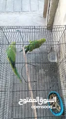  3 Parrot for Sale