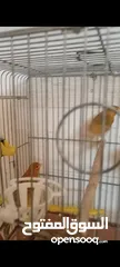  2 جوزين جوز كرزي تحته فراخ وجوز ليموني
