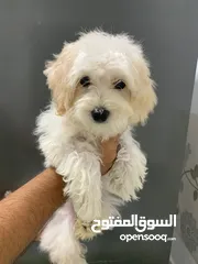  4 متوفر جروة انثى مالتيبو روعة  MALTIPOO PUPPY AVAILABLE