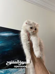  7 قط سكوتش شهرين