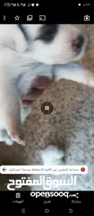 3 كلب بورمينين عمرو 10 اشهر وكلبه فوكس لولو عمرها سنتين وخمس جراو عمرهم ثلث اسابيع قريب الشهر