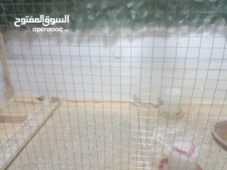  2 عصافير جنه 20 جوزه مكينة إنتاج مشالله  جوزين حب منتج