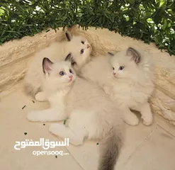  4 قطط راغدول دم صافي
