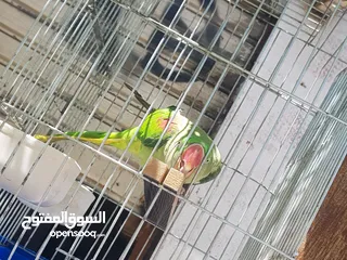  7 ببغاء كساندرا  متكلم ثوب كامل حجم دبل دبل دبل جامبو لعوب بسبح للي خلقه الوان غامقه جميله