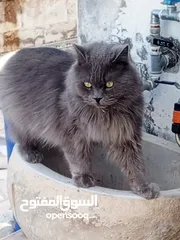  2 قط بريطاني ذو الشعر الطويل(السعر قابل لتفاوض سبب البيع السفر
