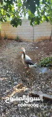  4 وز للبيع نوعين