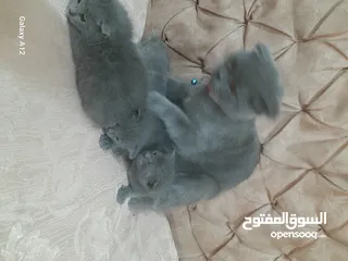  6 قطط سكواتش فولد  الام والاب  نفس الفصيله الاذن  قصيره   لس لم يتم الفطام البيع الام  والاولاد