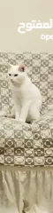  2 Turkish angora mix breed cat for adoption