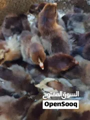  2 للبيع بيض دجاج زينه مخصب وصوص زينه