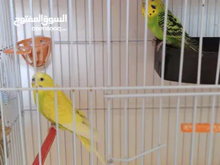  1 جوز حب شغال