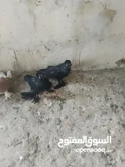  25 ماشاءالله متاح موجودات طبربور