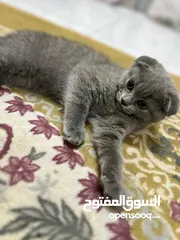  5 2 scottish fold kitten, 2month old male and female