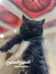  5 قطط هملايا بريتش