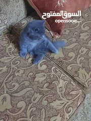  1 سكوتش ستريت