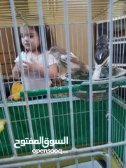  6 عصافير كنار جوز شغال