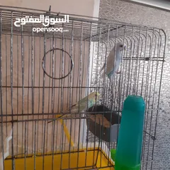  1 طيور حب للبيع سعر الجوز 15دينار مع قفص والمعالفه وبياضاه . طيور حب انجليزي