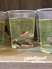  8 متوفر سمك فايتر هاف مون