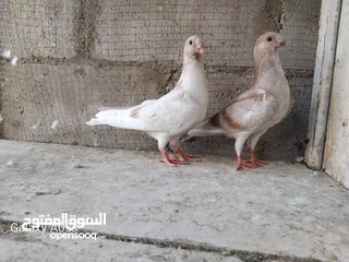  1 فراخ ذبابنة  اصفر فطم جديد