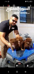  5 Pomeranian   Samoyed    Giant Malamute