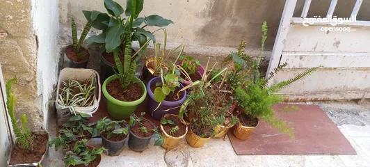  2 Outdoor/indoor plants for sale