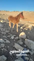  5 مهر العمر ثلاث شهور 20   يوم