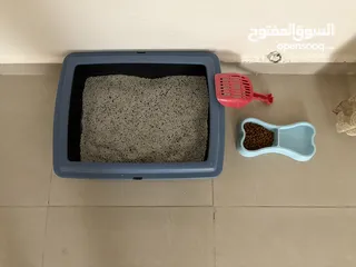  8 قط ذكر من نوع فريد للبيع