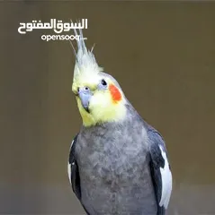  4 كوكتيل أليف آمن على الأطفال قابل للتعلم والكلام عمر صغير اقرأ الوصف