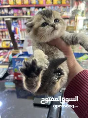  3 ذكر سكوتش فولد غولدن ny 24تخفيض عالمي عرض بيهز الأرض فعلي مش كلام يا بتلحق او ما بتلحق