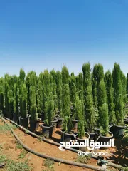  5 سرو توتم إيطالي الأصلي