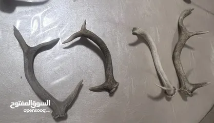  4 قرون غزلان
