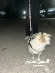  2 كلاب لولو فوكس