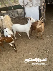  7 غنم صلالي للبيع