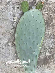  3 صبر هجين مثمر